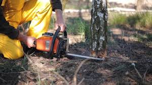 How Our Tree Care Process Works  in  Lexington, TX